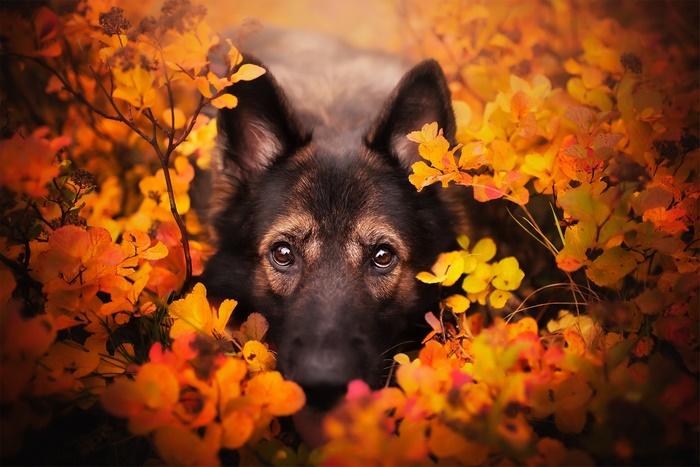 German Shepherd dog in autumn leaves