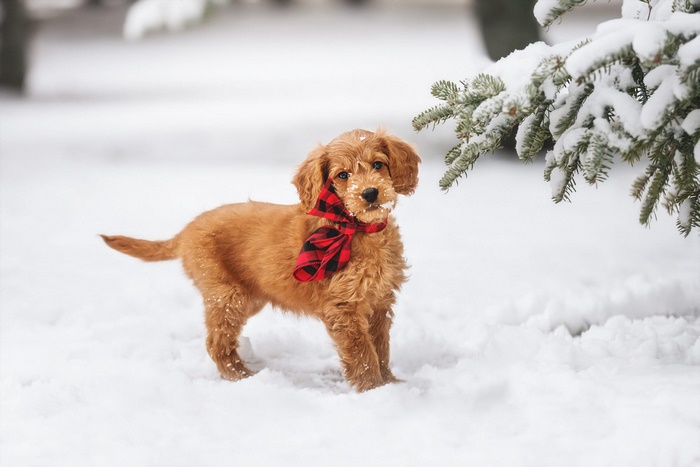 Golden Doodle puppy wearing a red and black scarf in the snow