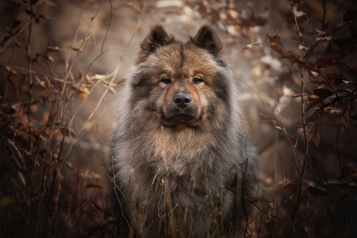Eurasier dog in a forest setting