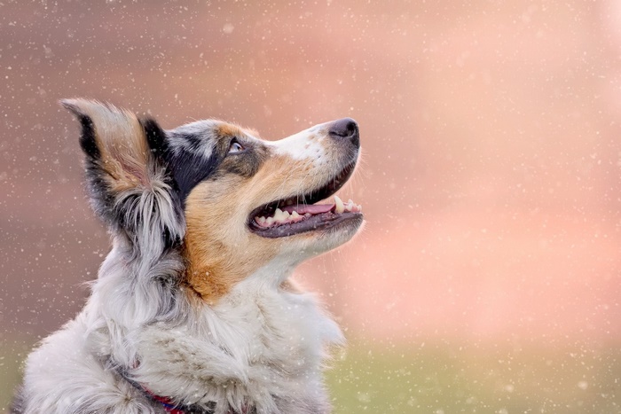 Australian Shepherd dog looking up
