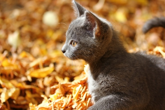 Gray kitten sitting in autumn leaves