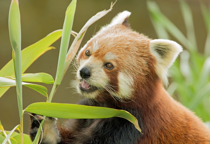 Red Panda eating bamboo