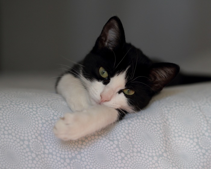Black and white cat lying on a patterned surface