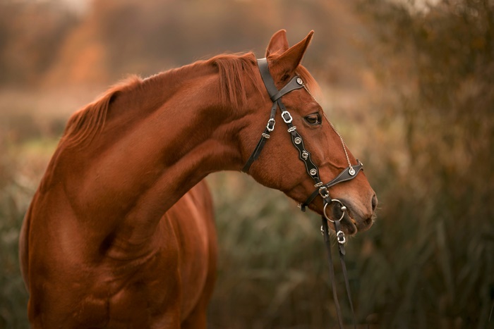 Brown horse with bridle in autumn field 4K