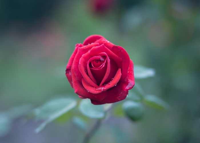 Close-up of a Red Rose with Water Drops