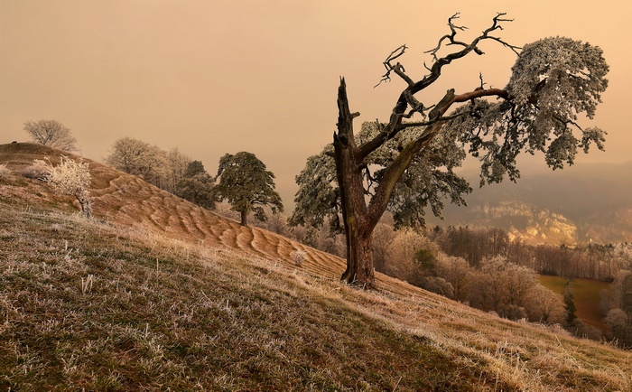 Frost covered trees on a hill with a valley in the background