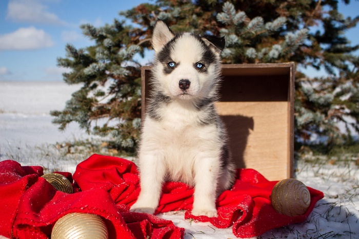 Siberian Husky puppy with blue eyes in the snow