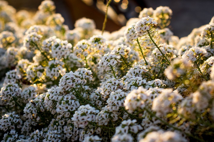 Close-up of white Alyssum flowers in sunlight