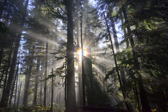 Sunbeams in a Forest