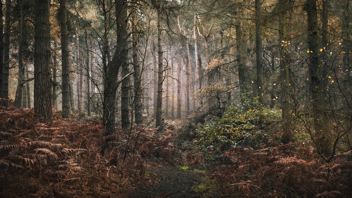 Forest 4K Nature Fall