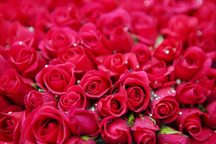 Red Roses 4K