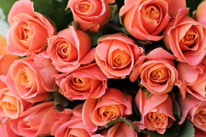 Coral Roses Bouquet 4K