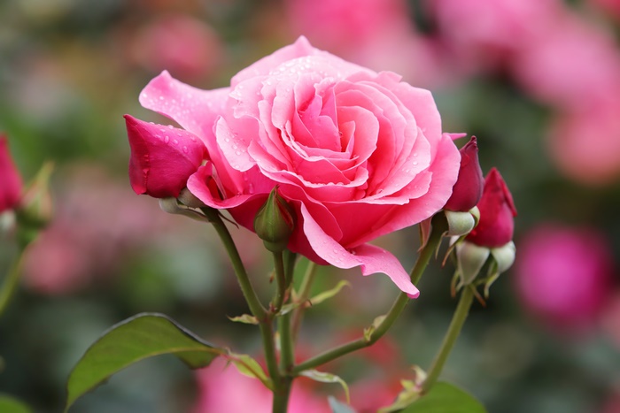 Pink Rose with Buds 4K