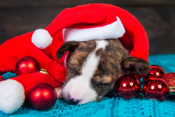 Puppy wearing a Santa hat with Christmas ornaments