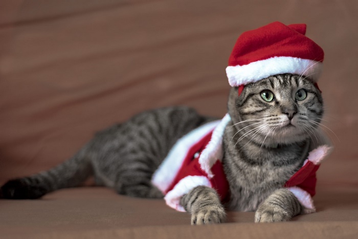 Tabby cat wearing a Santa hat and costume