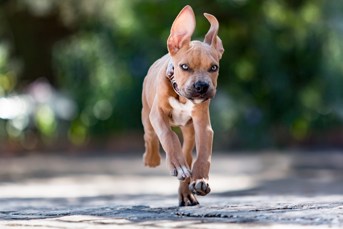 Brown puppy with floppy ears running