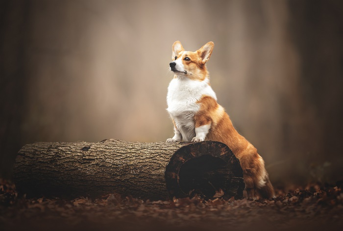 Pembroke Welsh Corgi sitting on a log in a forest