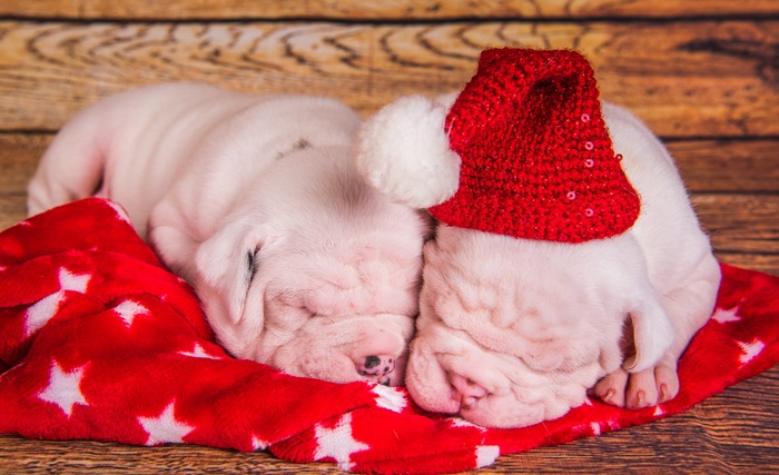 Two Pit Bull puppies sleeping in Santa hats
