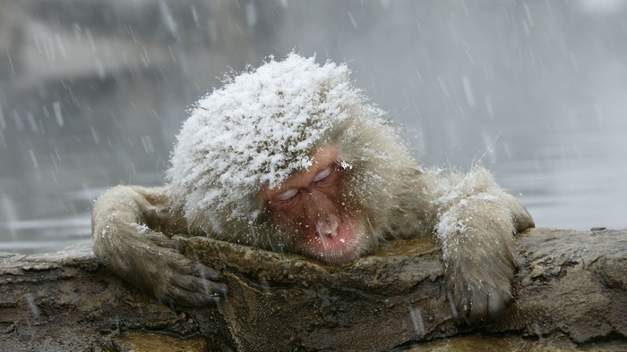 Japanese Macaque in Snow
