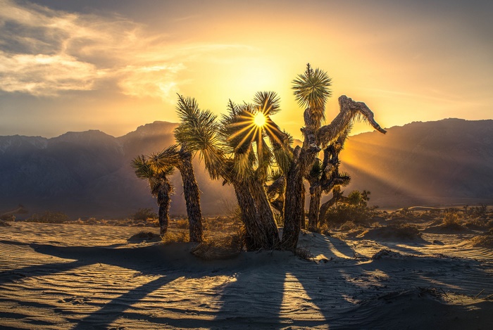 Joshua Tree National Park 4K