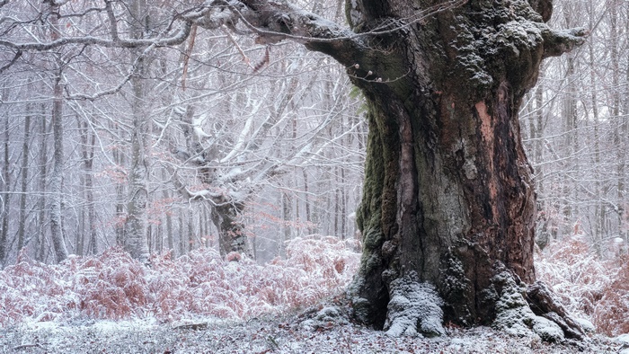 Winter forest with snow-covered trees and ferns