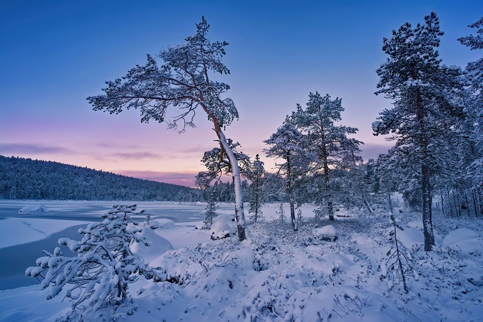 Snowy pine trees by a frozen lake at dusk