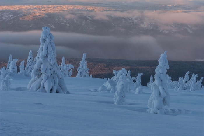 Snow-covered spruce trees in a winter landscape