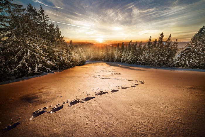 Footprints in Snowy Forest at Sunrise