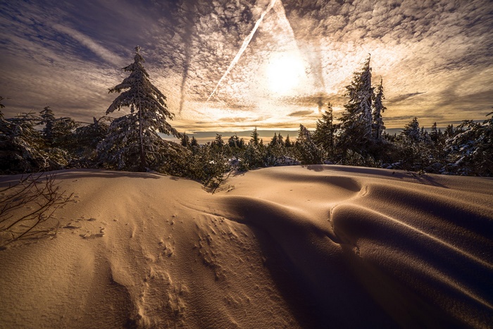 Winter Spruce Forest with Snow and Dramatic Sky