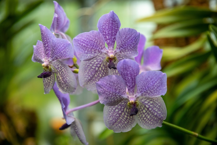 Purple Vanda Orchids with Spotted Petals