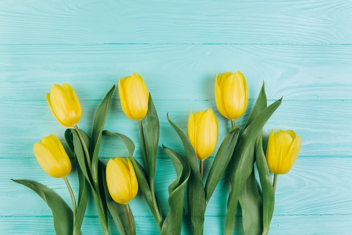 Yellow Tulips on a Blue Wooden Background 4K