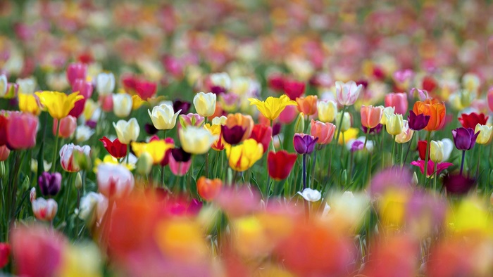 Field of colorful tulips in bloom