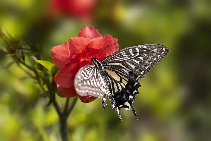 Butterfly on a red flower, macro photography