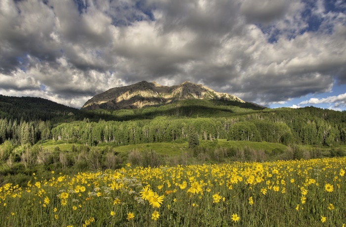 Yellow flowers in a meadow with mountains and clouds