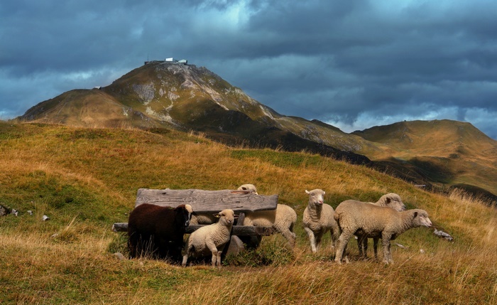 Sheep in a mountain pasture with a wooden trough