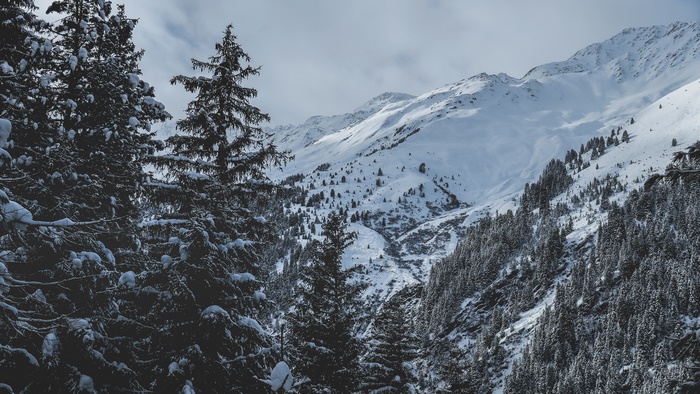 Winter mountain landscape with snow-covered spruce trees