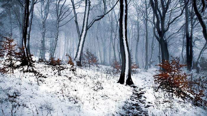Winter forest with snow and bare trees