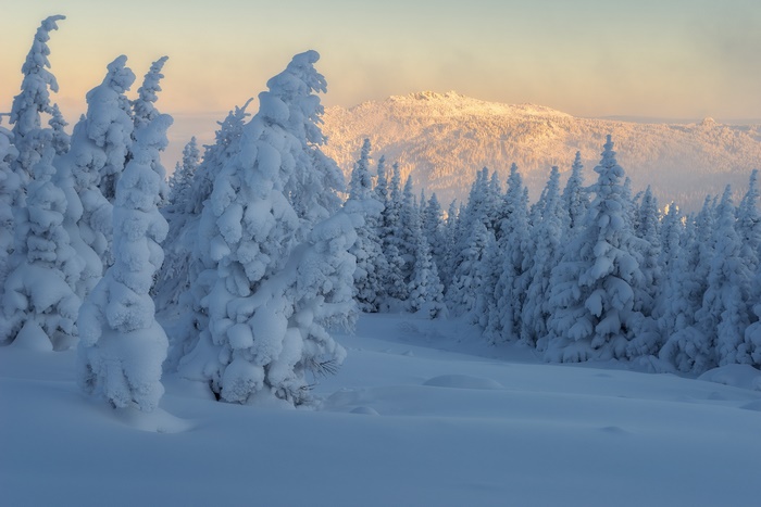 Snow-covered spruce trees in a winter landscape