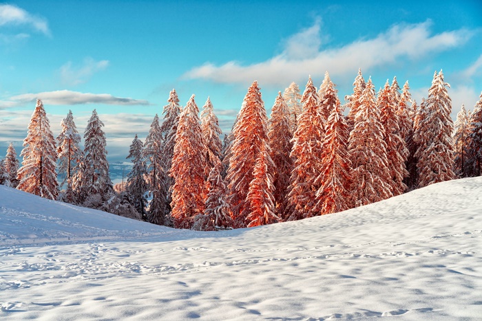 Snow-covered spruce trees in a winter landscape