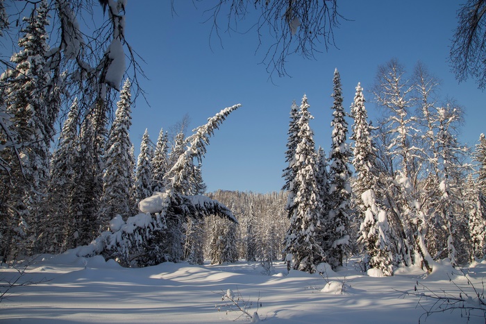 Snowy forest with clear blue sky