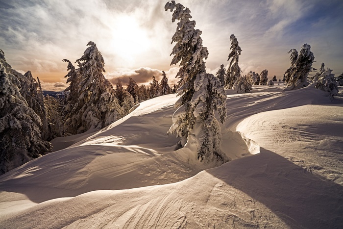 Snowy trees on a mountain slope at sunset
