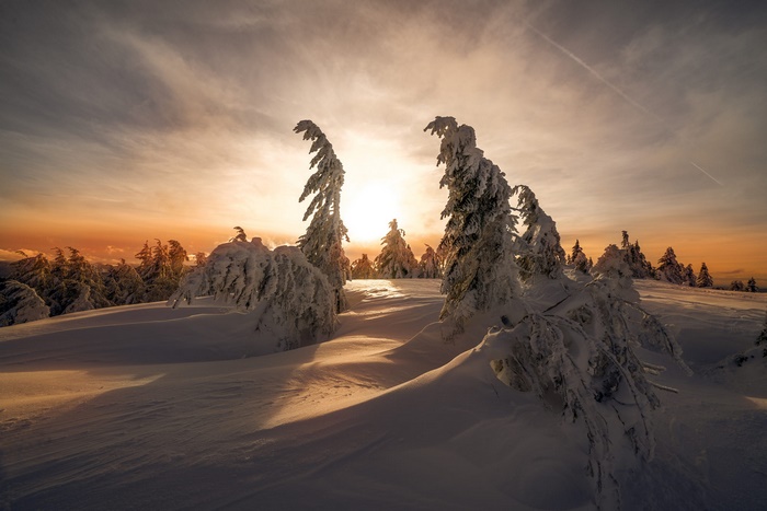 Winter sunset over snow-covered trees