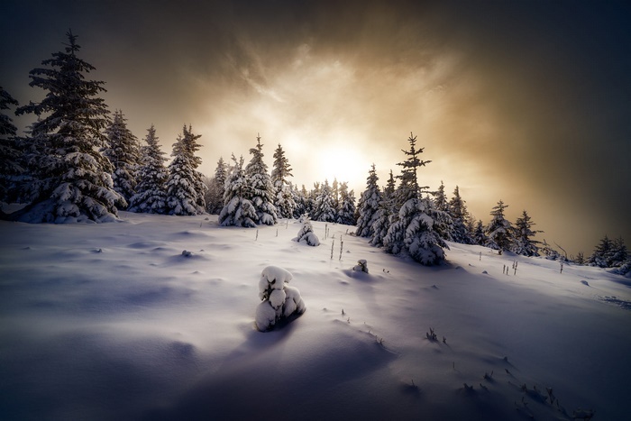 Snowy forest with sunlit sky
