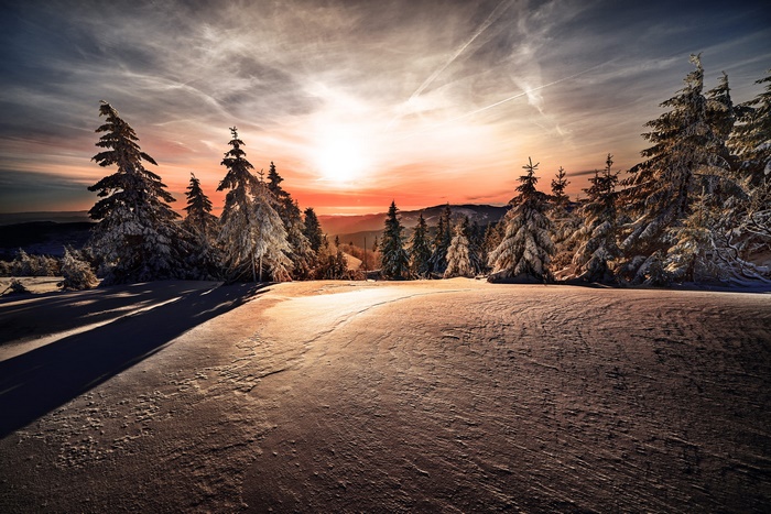 Winter sunset over snow-covered spruce trees