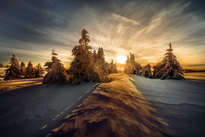 Winter forest with snow-covered spruce trees at sunset