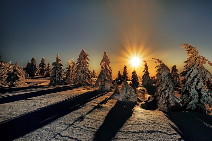Winter sunset over snow-covered spruce trees