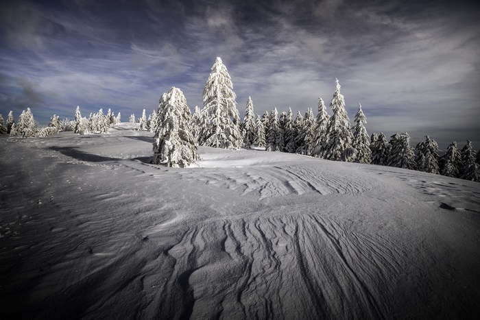 Snowy forest with wind-swept snowdrifts under a cloudy sky
