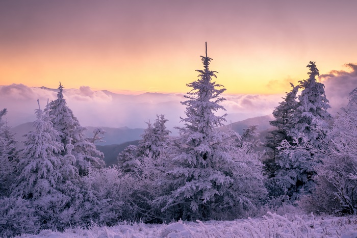 Winter Sunset over Snowy Mountains with Spruce Trees