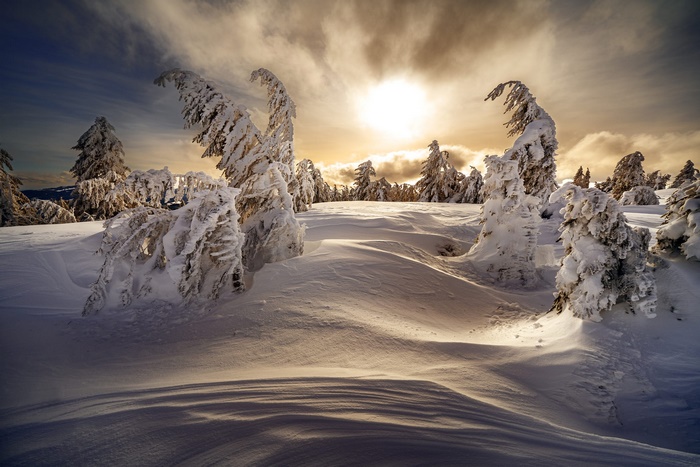 Winter landscape with snow-covered fir trees at dawn