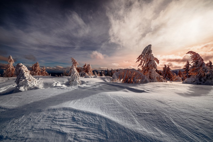 Snow-covered fir trees at sunset
